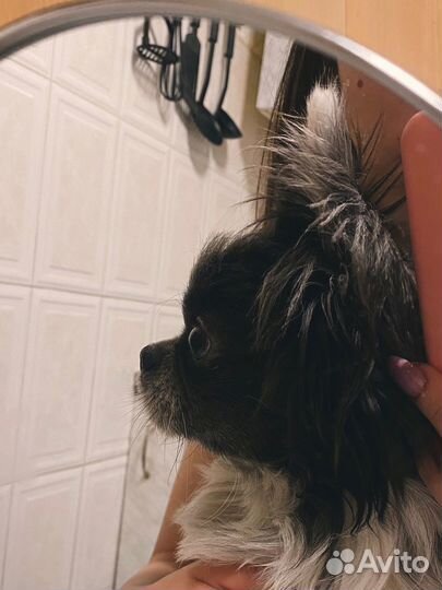 Вязка кобель чихуахуа