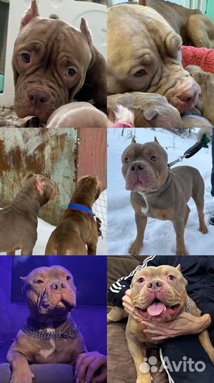 Американский булли пара