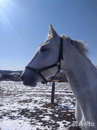 Лошадь