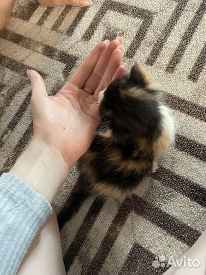 Отдам котяток