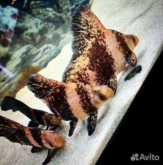 Стурисома панамская, парусник, ктенопома