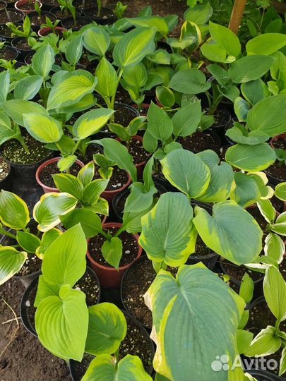 Хоста растение