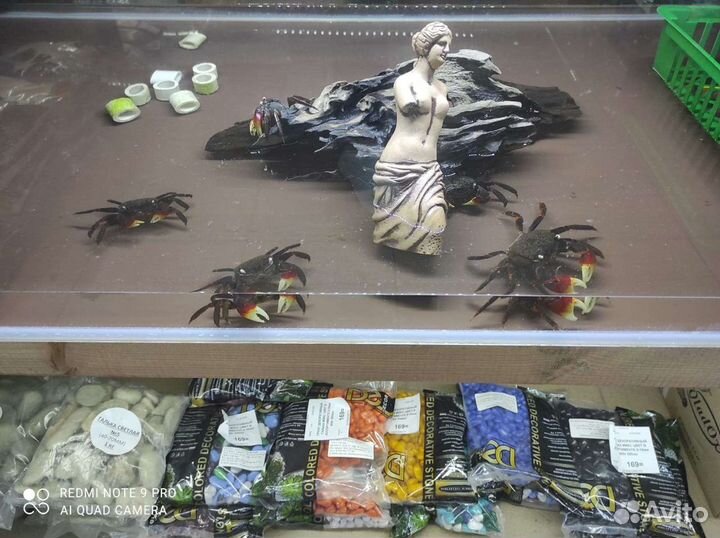 Краб красный паук метасесарма полуводные аквариум