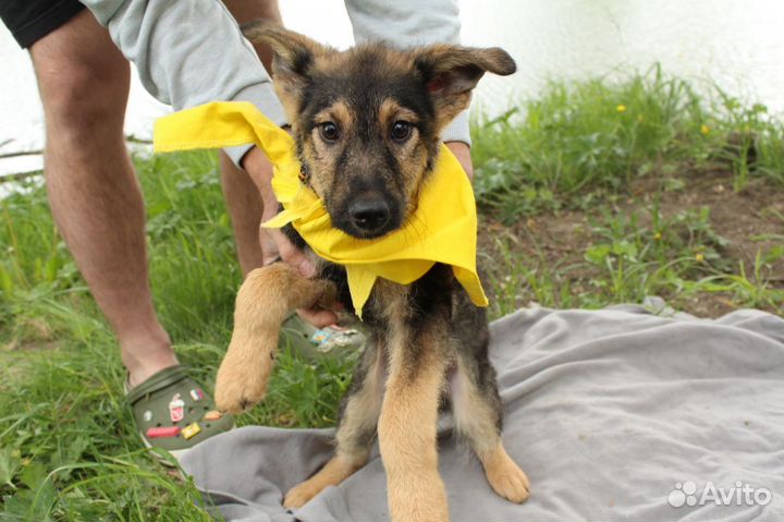 Щенята овчарята в добрые руки