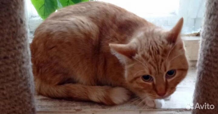 Кошки в добрые руки