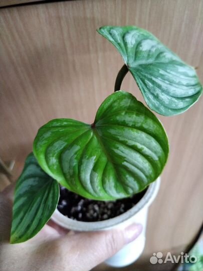 Домашние цветы