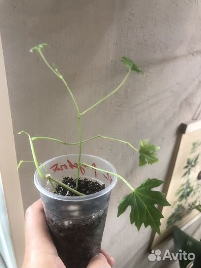 Каудексный циссус Тубероза