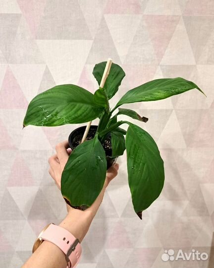 Бегония, Спатифиллумы