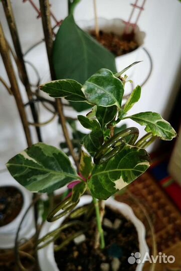 Стойка вместе с цветами