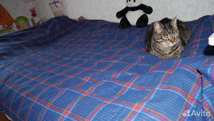 Шерстяная ткань, костюмка 2 м