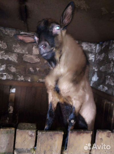 Козёл на вязку (покрытие)