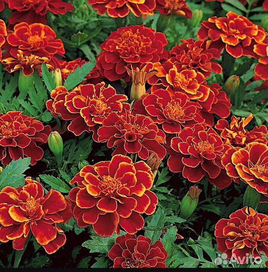 Бархатцы в садик