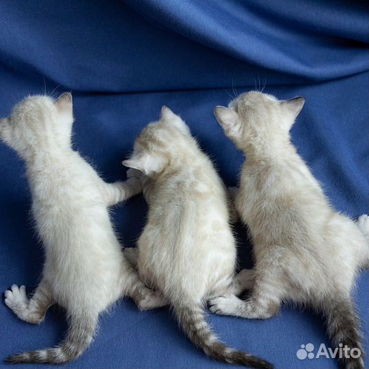 Котята манчкин генетта