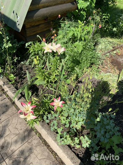 Лилии луковицы Лилейники