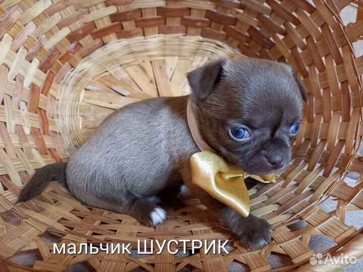 Щенки чихуахуа