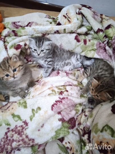 Шотландские прямоухие котята