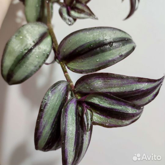 Традесканция зебрина