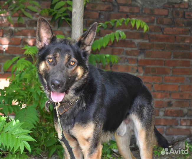 Мирон в поисках дома