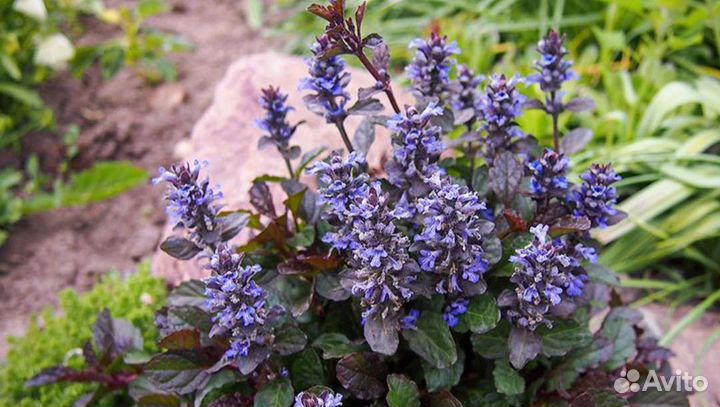 Живучка ползучая, многолетняя