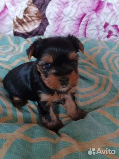 Йоркширский терьер