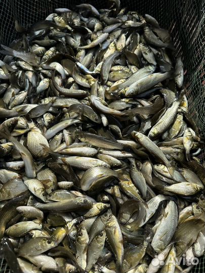 Малек белого Амура и карпа рыба для пруда