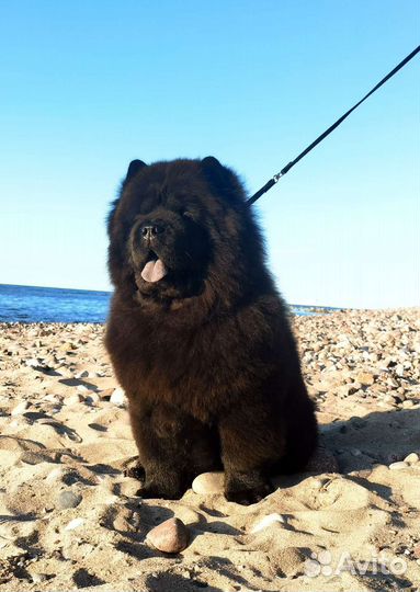 Чау-чау щенки