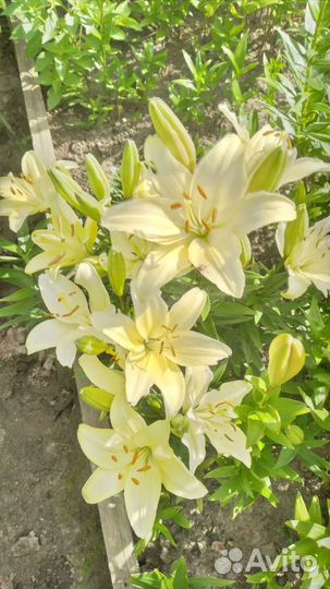 Луковицы лилий сортовых. Высокие и пахнущие