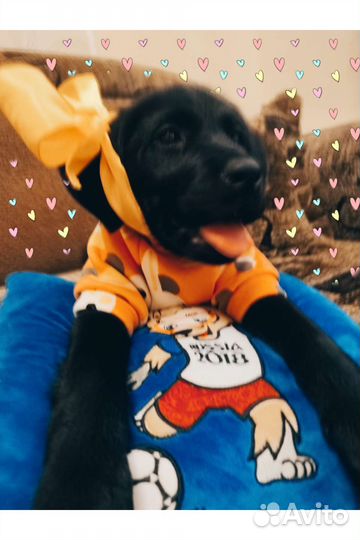 Лабрадор щенки