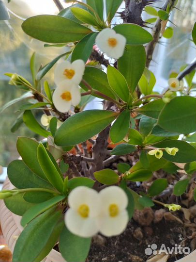 Хойи сортовые