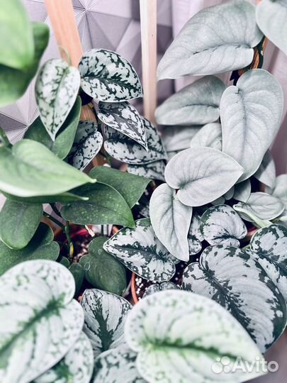 Сциндапсусы