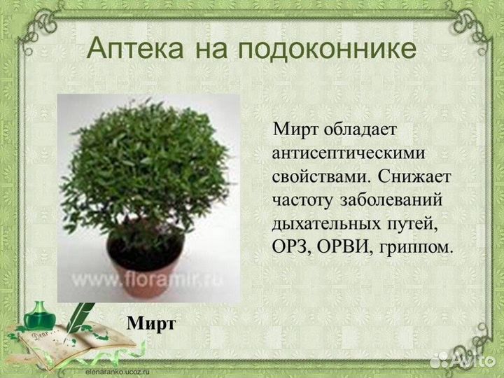 Мирт лекарственный