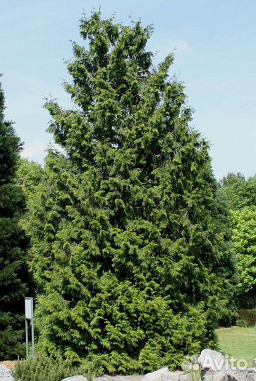 Туя разные виды, морозостойкие, семена