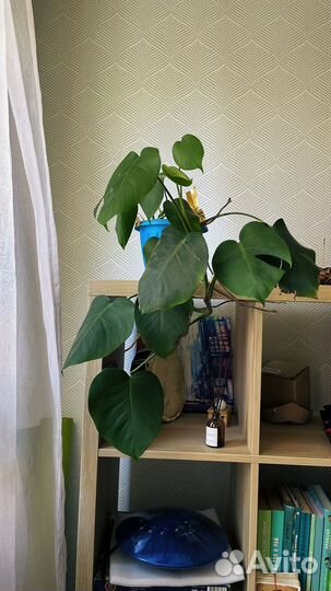 Монстеры, сингониум, банан, фикус, стапелия