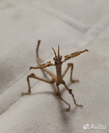 Редкие палочники Achrioptera fallax -яйца