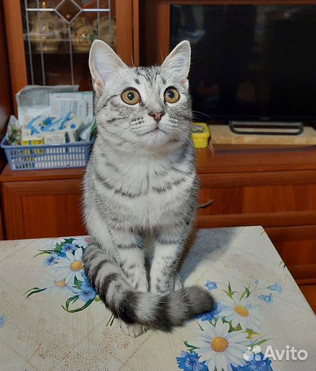 Котенок в добрые руки