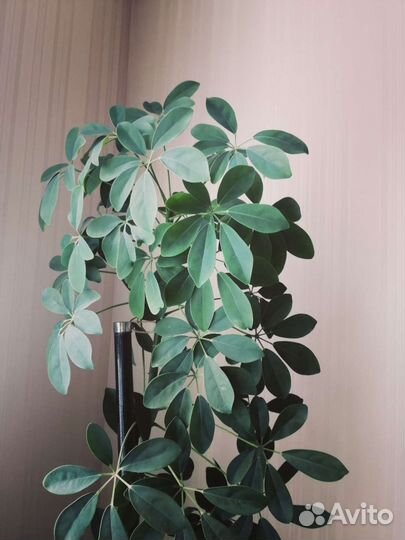 Пахира акватика одноствольная