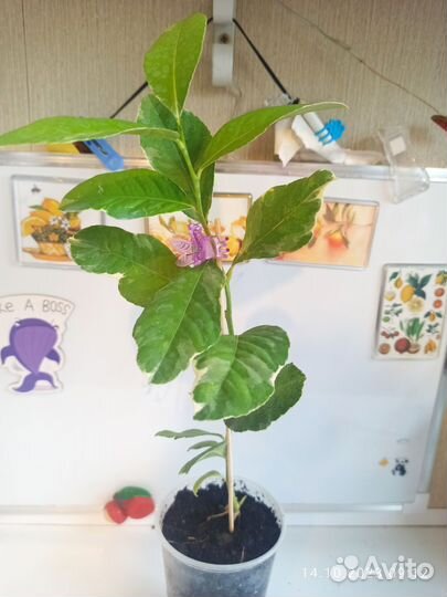 Лимон вариегатный