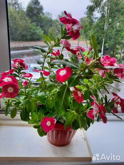 Катарантус