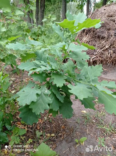 Дубы саженцы