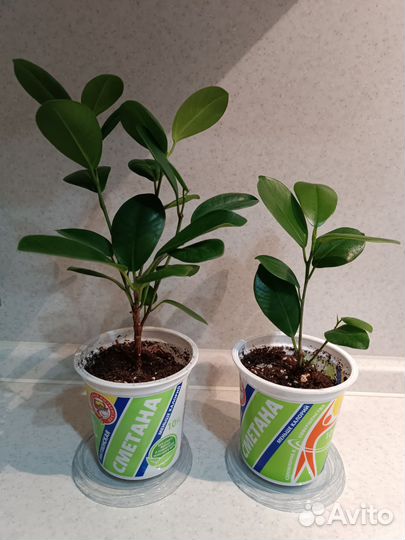 Фикусы Бенджамина, Пандора, Мокламе