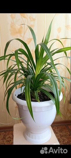 Панданус большой в вазоне