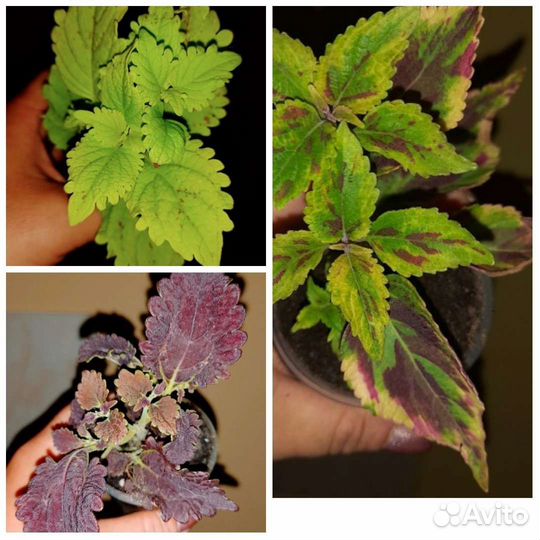 Комнатные растения