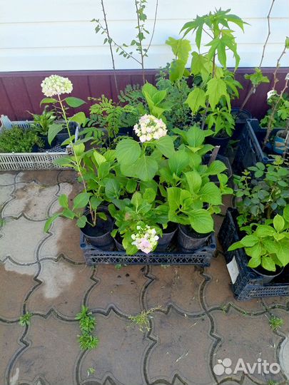 Растения. Гортензия