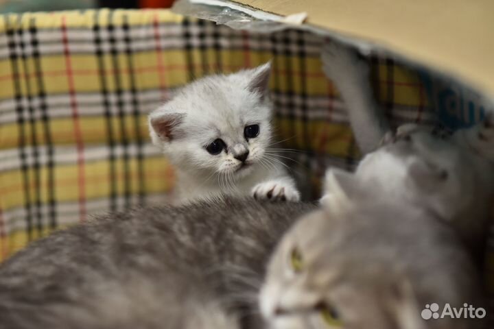 Шотландские котята