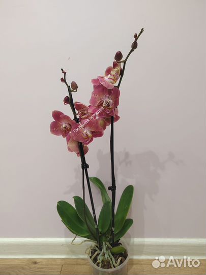 Орхидея