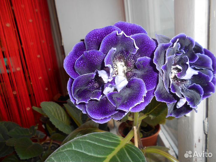 Продам цветы комнатные
