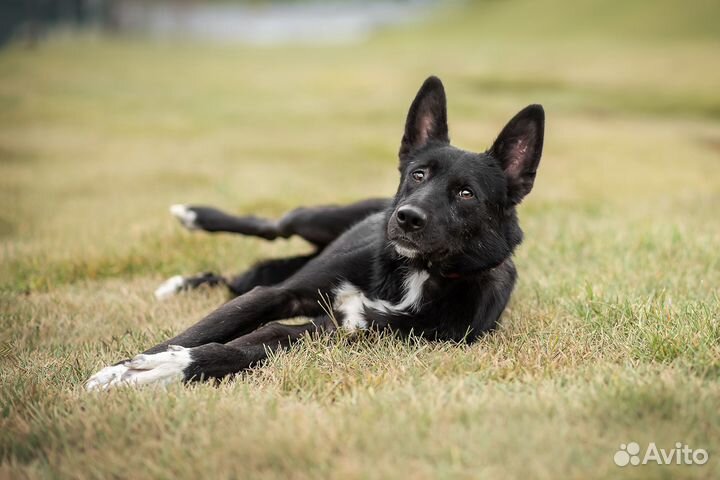 Бутч из приюта ищет дом