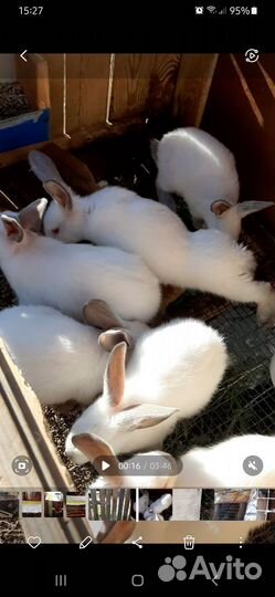 Кролики Калифорнийцы