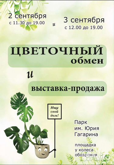 Хойи, укоренёные и на срез