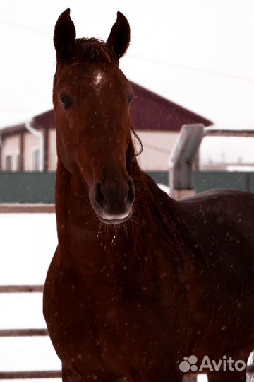 Продажа лошадей